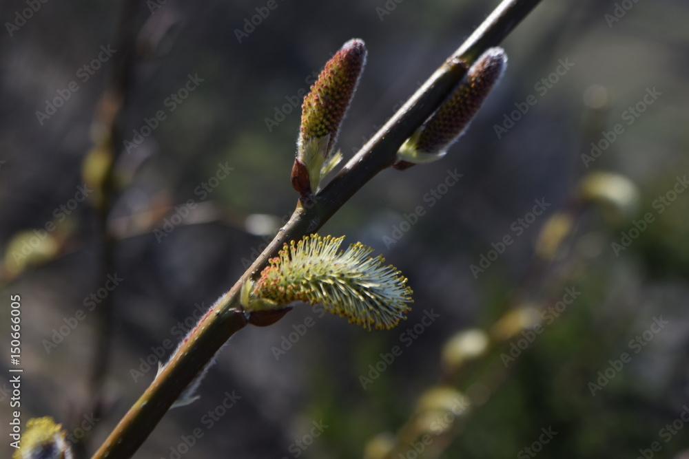 willow tree willow tree