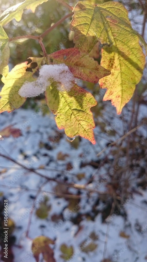 Fototapeta premium Snow on leaf