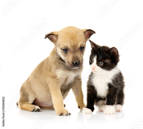 Cute little kitten and puppy on white background