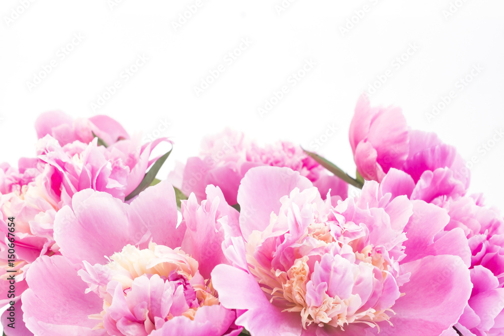 Obraz premium Pink Peonies