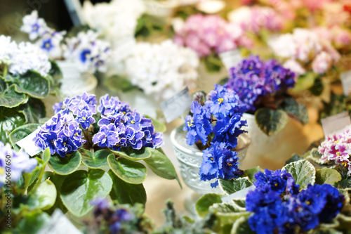 Beautiful flowers in shop on blurred background