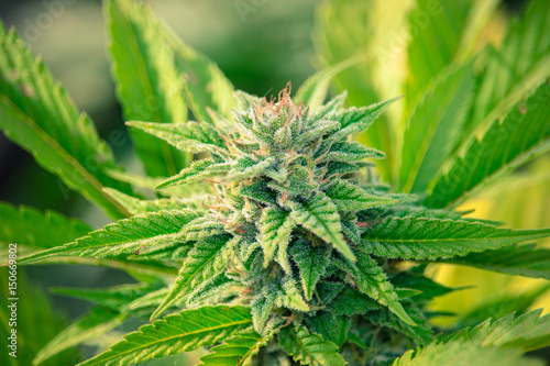 Cannabis Gorilla Grow