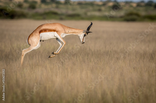 Fotografie Springbok pronking in the Central Kalahari.
