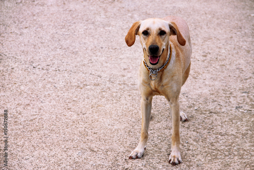 The beautiful dog awaits its owner outside on the street, posing in front of the camera. The beautiful dog awaits its owner outside on the street, posing in front of the camera.