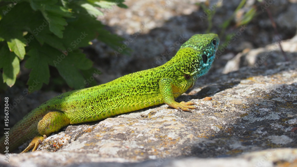 Fototapeta premium OLYMPUS DIGITAL CAMERA