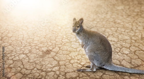 Wallaby (Känguru) in der Wüste