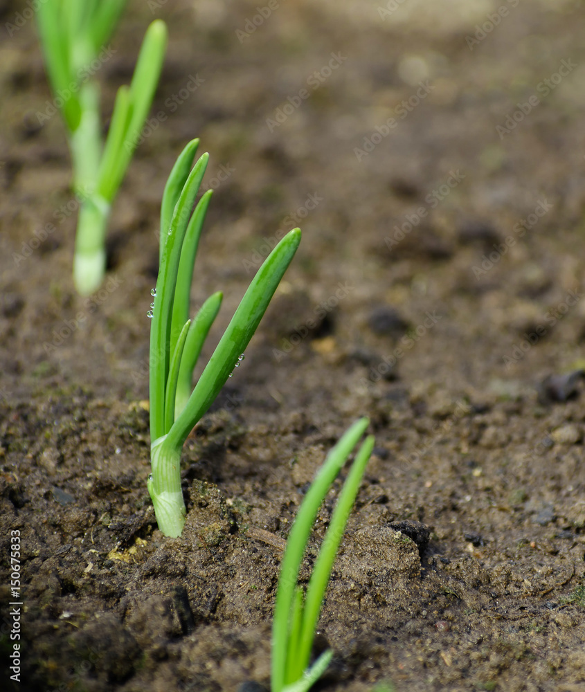 New green onion seedlings with water drops. New green onion seedlings with water drops.