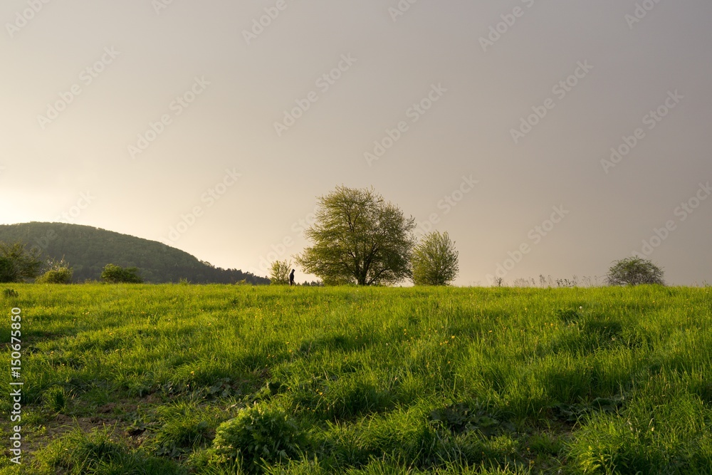 Meadow with trees on a horizon. Slovakia