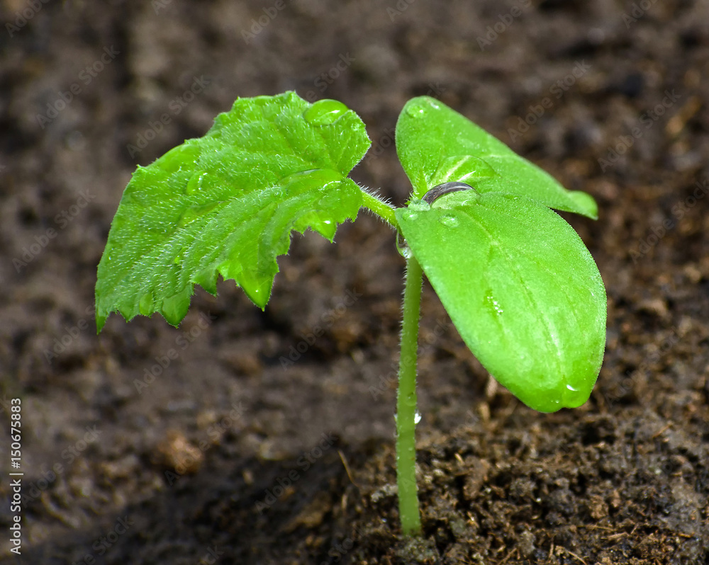 Young seedlings of cucumbers in a garden Young seedlings of cucumbers in a garden