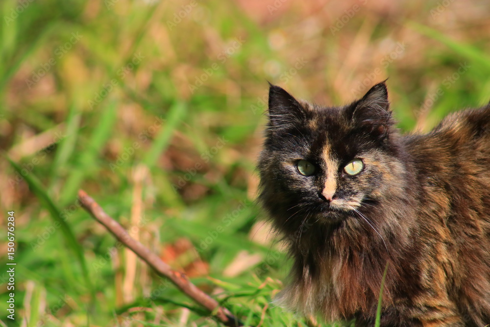 Siberian cat