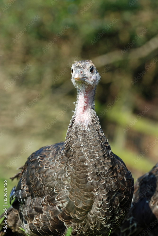 Young Turkeys Young Turkeys