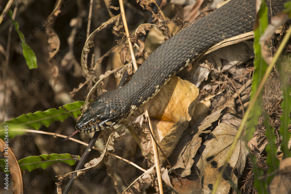 Banded water snake in the underbrush of Florida's everglades. Banded water snake in the underbrush of Florida's everglades.