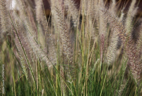 summer field