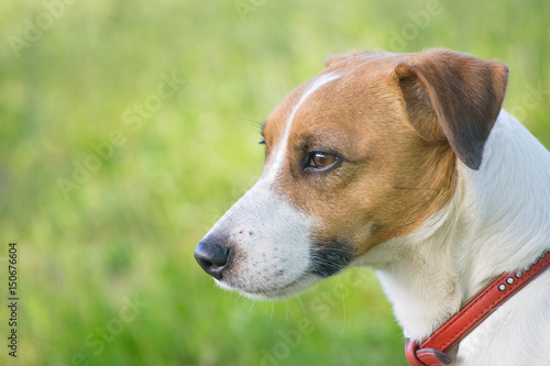 Head of a dog jack russel terrier in profile with a green background