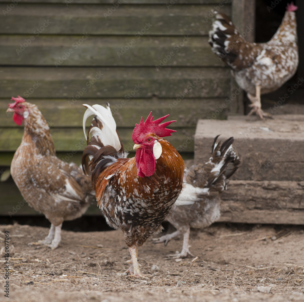 Fototapeta premium Rooster and hens