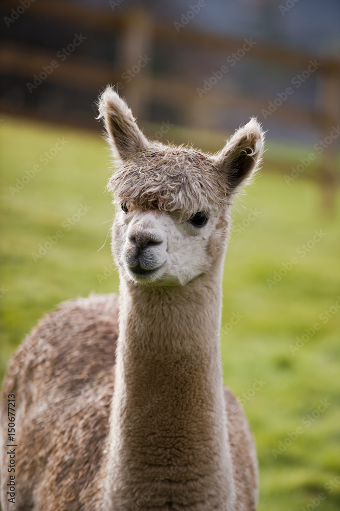 Alpaca