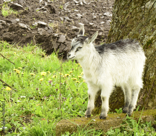 The young goat is in the village outdoors