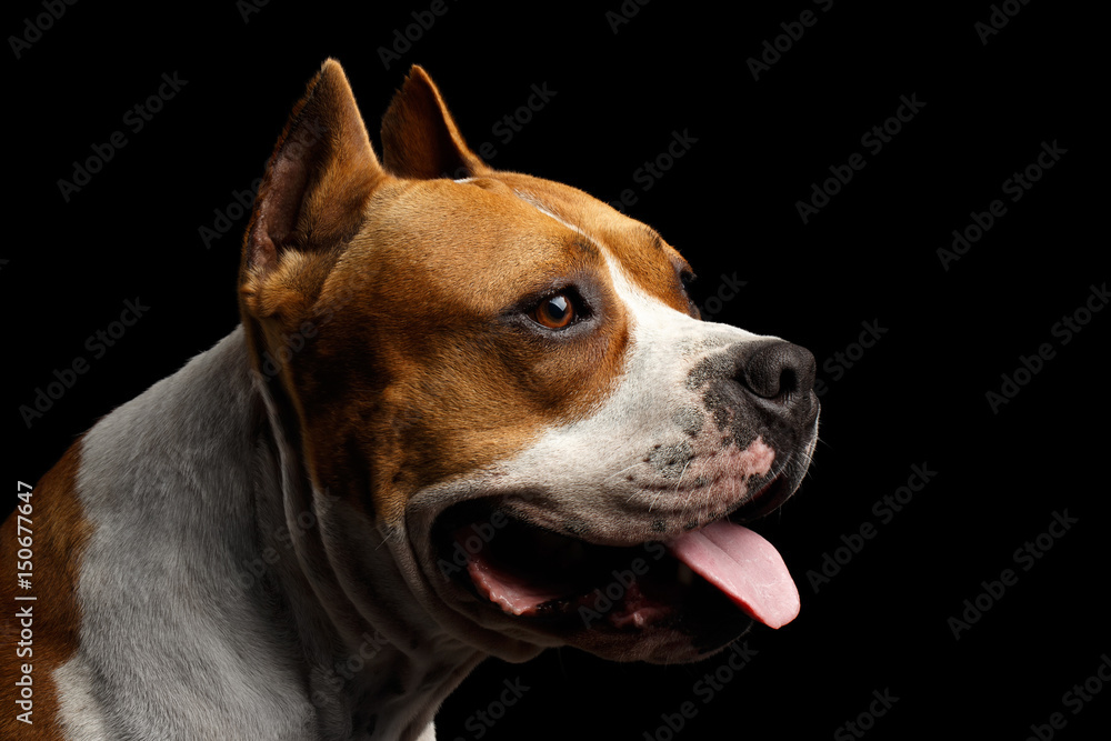 Close-up portrait of dog american staffordshire terrier breed with cutting ears looks alert on isolated black background, profile view