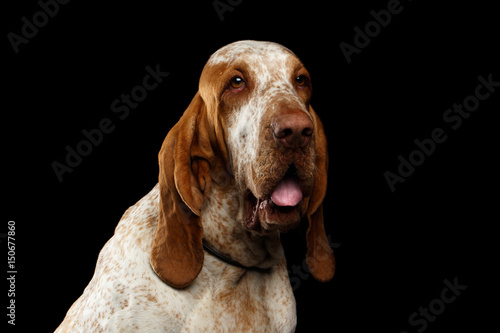 Fotografie, Tablou Portrait of Bracco Italiano Dog with Curious face on Isolated Black Background