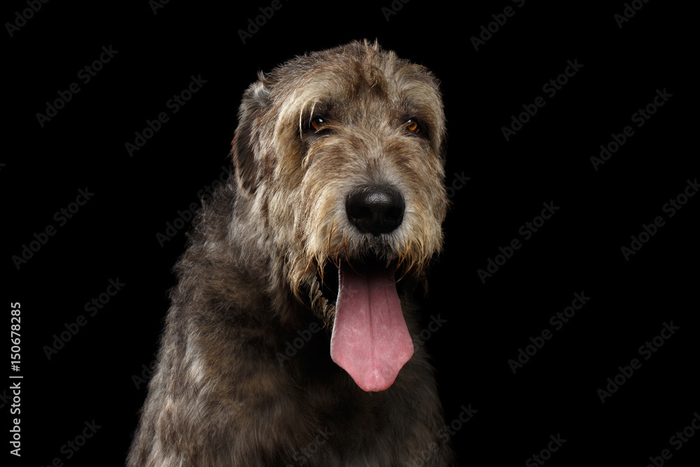 Portrait of Irish Wolfhound Dog with tongue on Isolated Black Background, front view