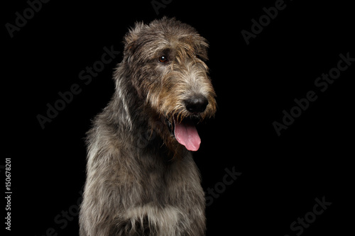 Portrait of Irish Wolfhound Dog head on Isolated Black Background  front view