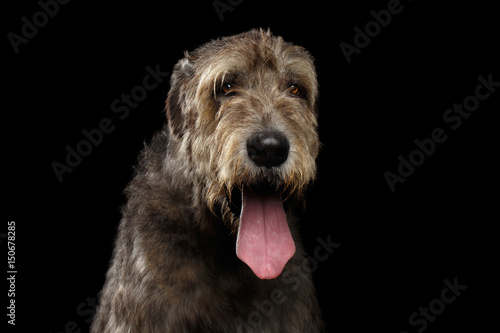 Portrait of Irish Wolfhound Dog with tongue on Isolated Black Background, front view © seregraff