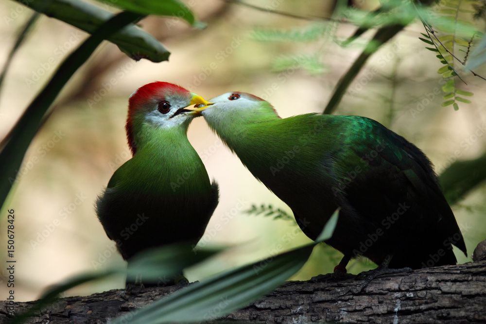 Obraz premium The red-crested turaco (Tauraco erythrolophus) pair on the branch in the bush