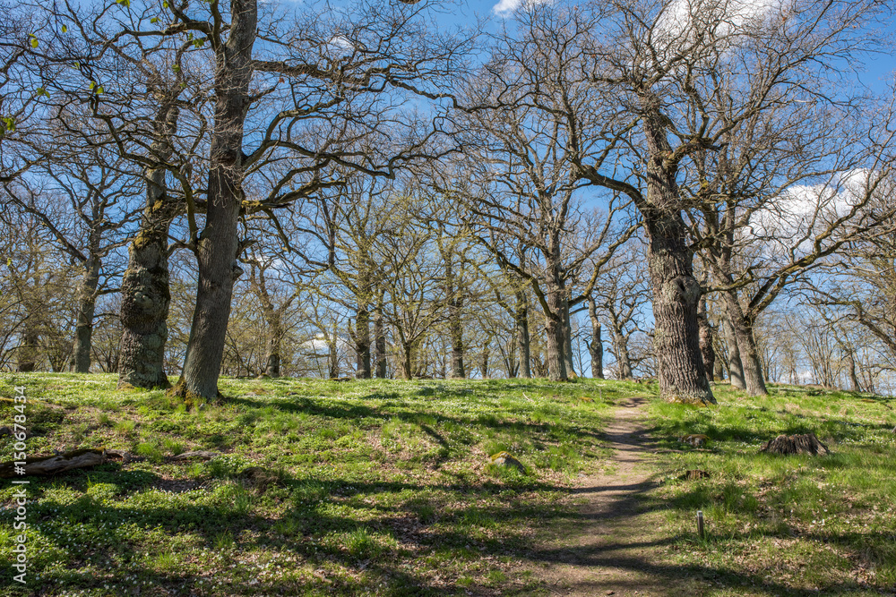 Oak grove during spring in Norrkoping, Sweden Oak grove during spring in Norrkoping, Sweden