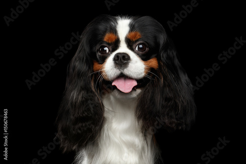 Canvas Print Portrait of Cavalier King Charles Spaniel Dog on Isolated Black Background