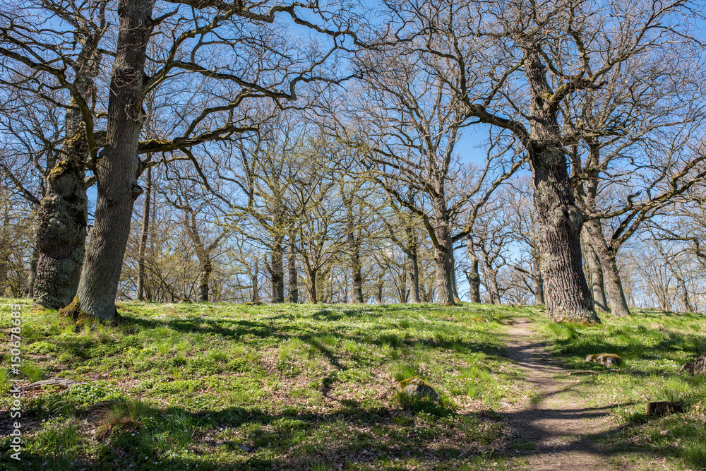 Oak grove during spring in Norrkoping, Sweden Oak grove during spring in Norrkoping, Sweden