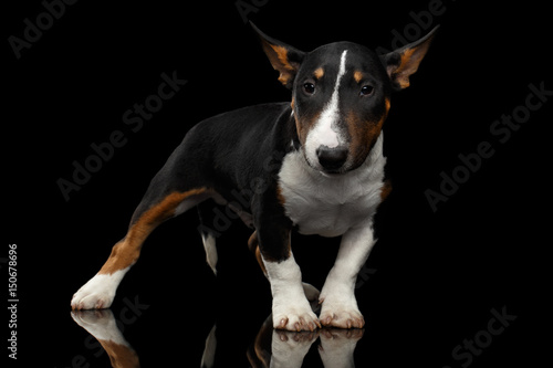 Black and white mini bull terrier Puppy on Isolated Black Background