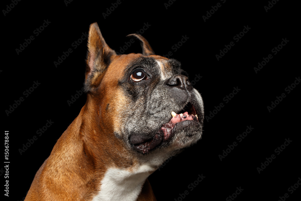 Portrait of Funny Boxer Dog Looking up on Isolated Black Background