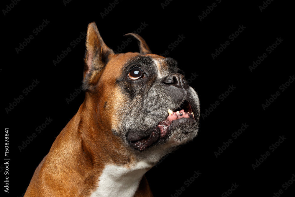 Portrait of Funny Boxer Dog Looking up on Isolated Black Background Portrait of Funny Boxer Dog Looking up on Isolated Black Background