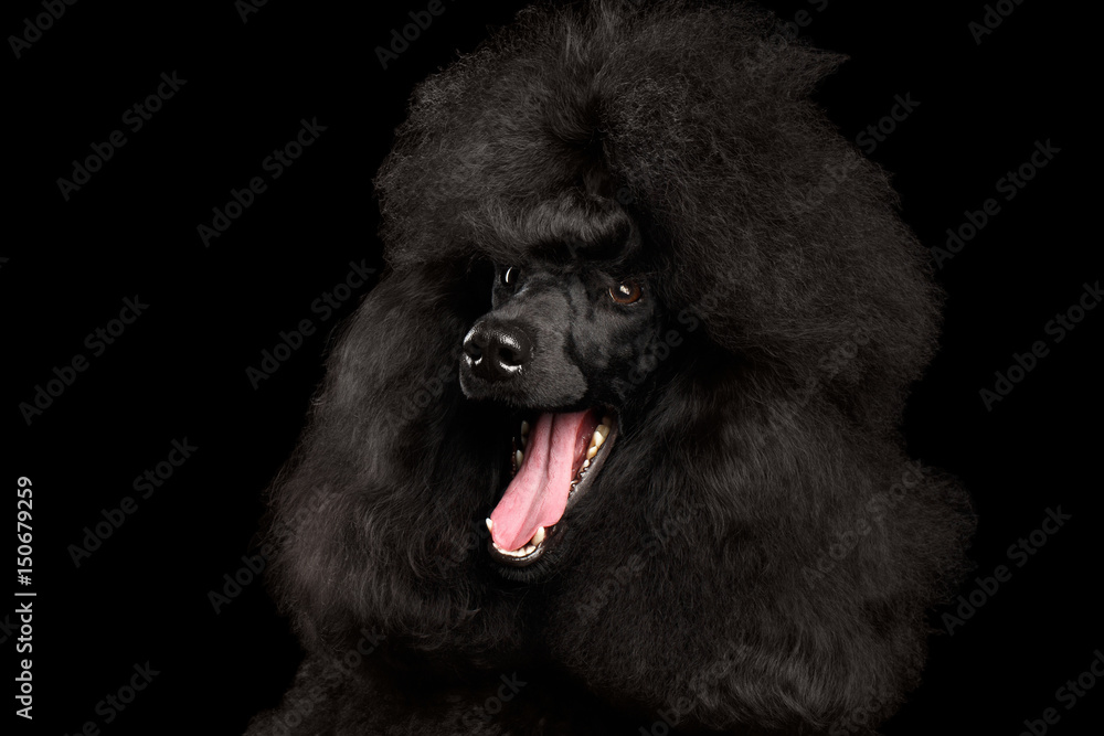 Close-up Portrait of Royal Poodle Dog Amazement Isolated on Black Background