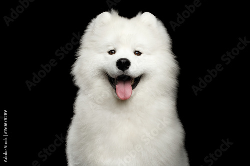Portrait of Happy Samoyed Dog isolated on Black background, front view
