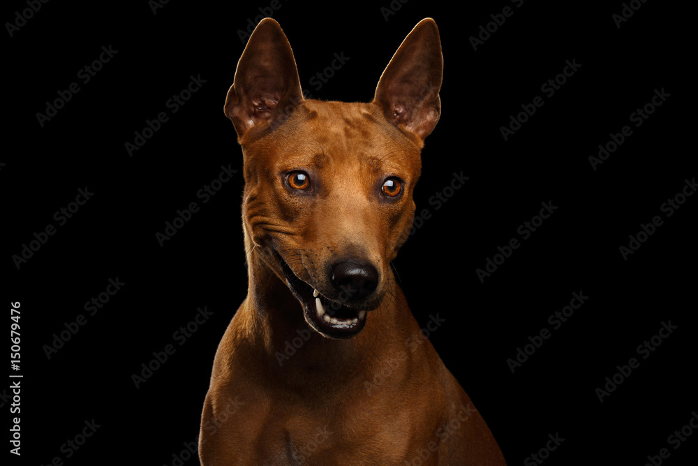 Portrait of Smirk Thai Ridgeback Dog Isolated on Black Background, Stare Smiling and laughing