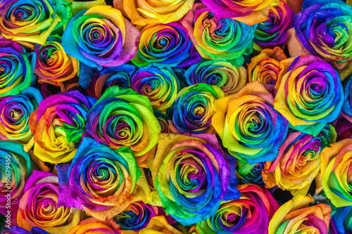 Fresh beautiful vibrant multicolor roses flowers for floral background. Rainbow colored unique and special roses. Top view, close up