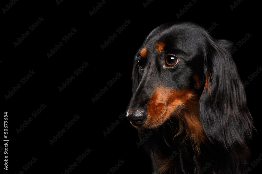 Portrait of Dachshund Dog on Isolated Black background, profile view