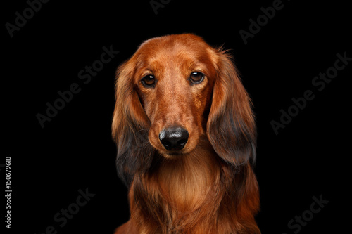 Portrait of Sad Red Dachshund Dog on Isolated Black background, front view
