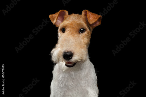 Portrait of Happy Fox Terrier Dog Looking in Camera and smiling on Isolated Black Background, front view