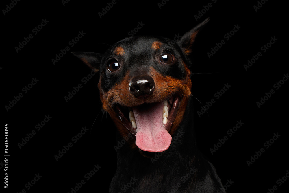 Portrait of Funny Zwergpinscher Dog, playing hide and seek on Black Background Portrait of Funny Zwergpinscher Dog, playing hide and seek on Black Background