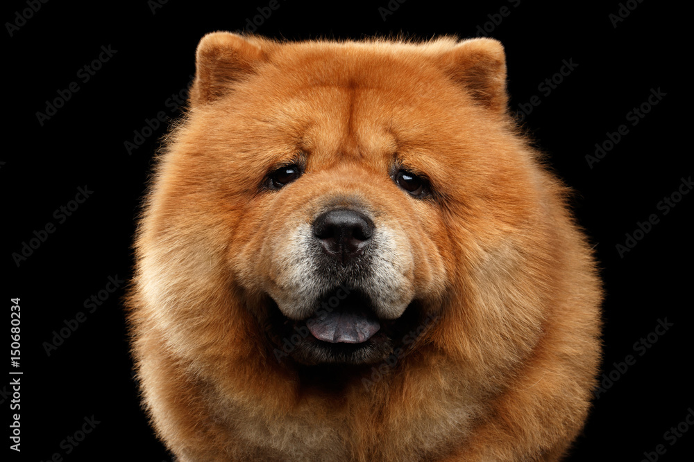 Close-up Portrait of Chow Chow Dog Looking in Camera on Isolated Black Background, front view