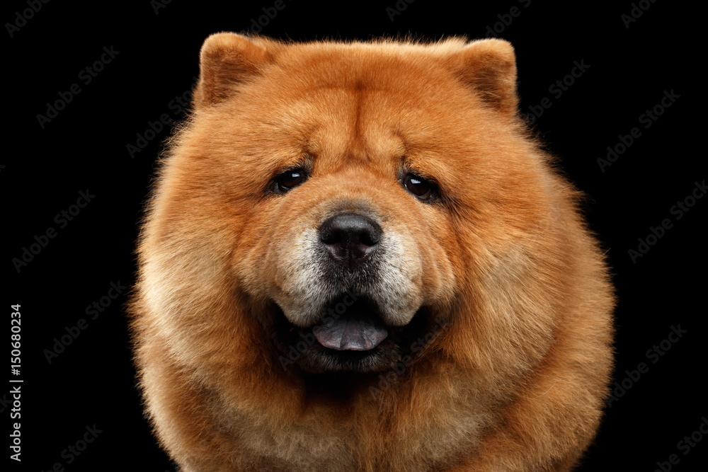 Fototapeta premium Close-up Portrait of Chow Chow Dog Looking in Camera on Isolated Black Background, front view
