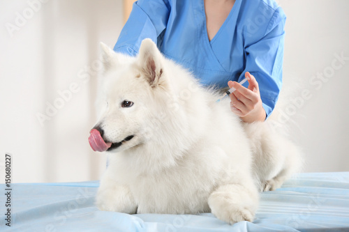 Fotografie Veterinarian giving injection to dog on light background
