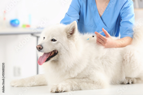 Veterinarian giving injection to dog in clinic