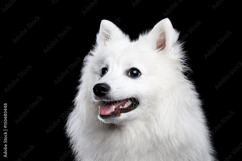 Portrait of White Japanese Spitz,Funny emotions Dog with Curious face on Isolated Black Background, front view
