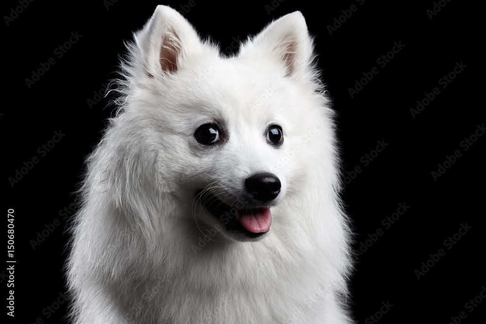 Portrait Of White Japanese Spitz Funny Emotions Dog With Curious Face On Isolated Black Background Front View Stock Photo Adobe Stock