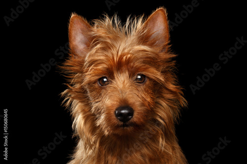 Obraz na płótnie Close-up portrait of cute australian terrier dog looking in camera on isolated b