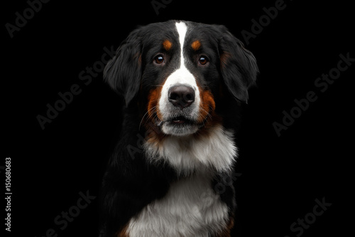 Close-up portrait of Bernese Mountain Dog Curious looking in camera on isolated black background