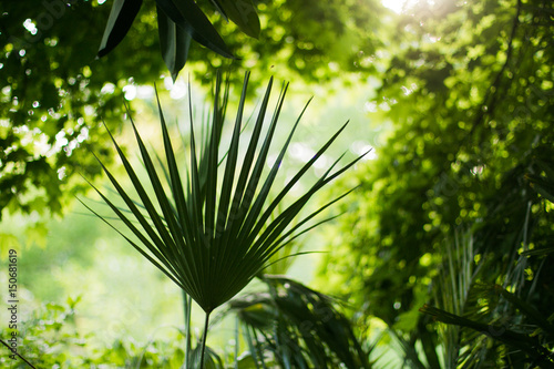 Лист тропического растения